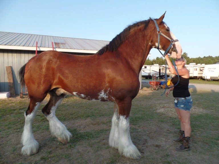 Draft horses with Kyna Beekers